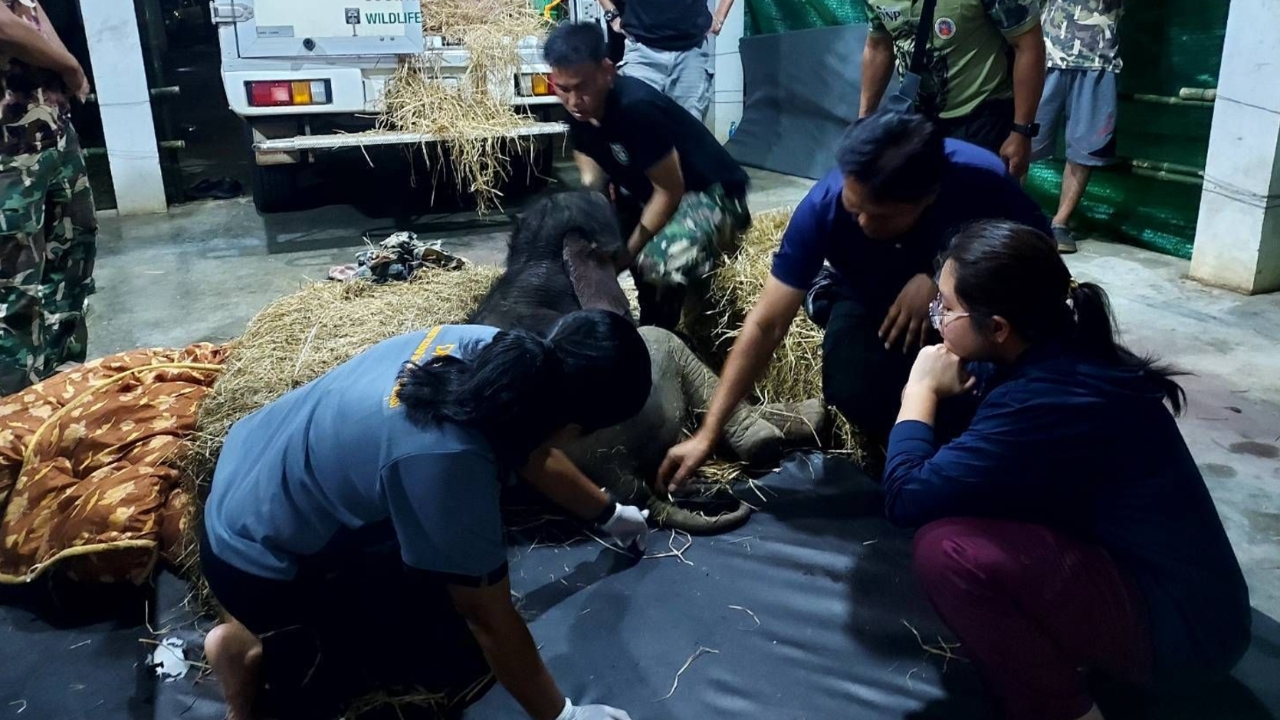 ภารกิจสำเร็จ "น้องข้าวต้ม" ลูกช้างป่าพลัดหลงเดินทางถึงบึงฉวากแล้ว