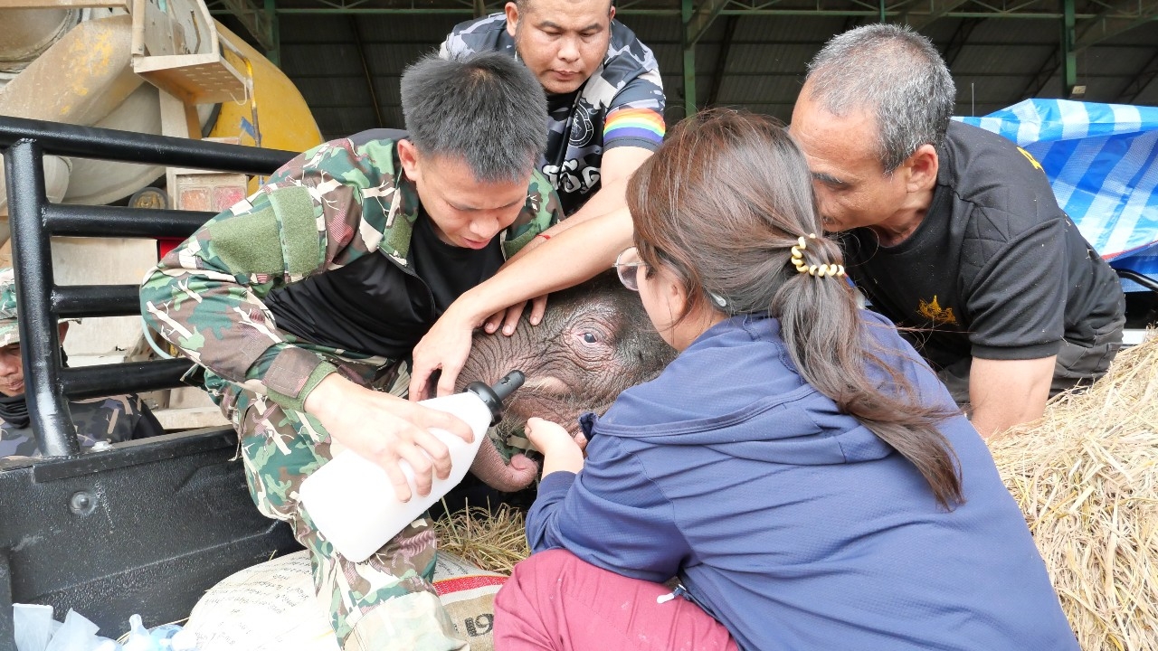 ส่งตัว "น้องข้าวต้ม" ลูกช้างป่าพลัดหลง บาดเจ็บขาหลัง ย้ายไปดูแลต่อที่บึงฉวาก