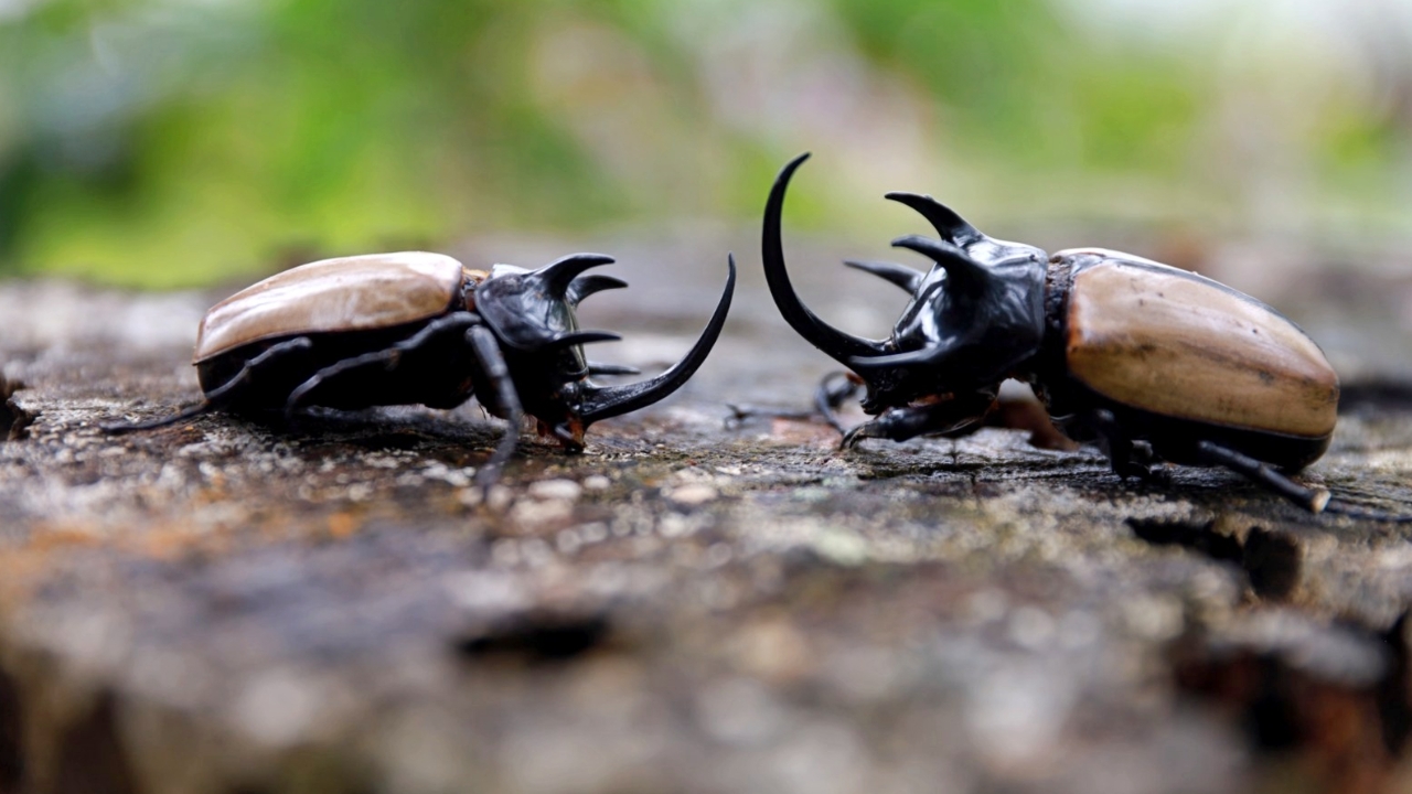 หาชมได้ยาก "ด้วงกว่าง 5 เขา" อัศวินนักสู้แห่งวสันตฤดู โผล่อวดโฉมที่ภูหินร่องกล้า