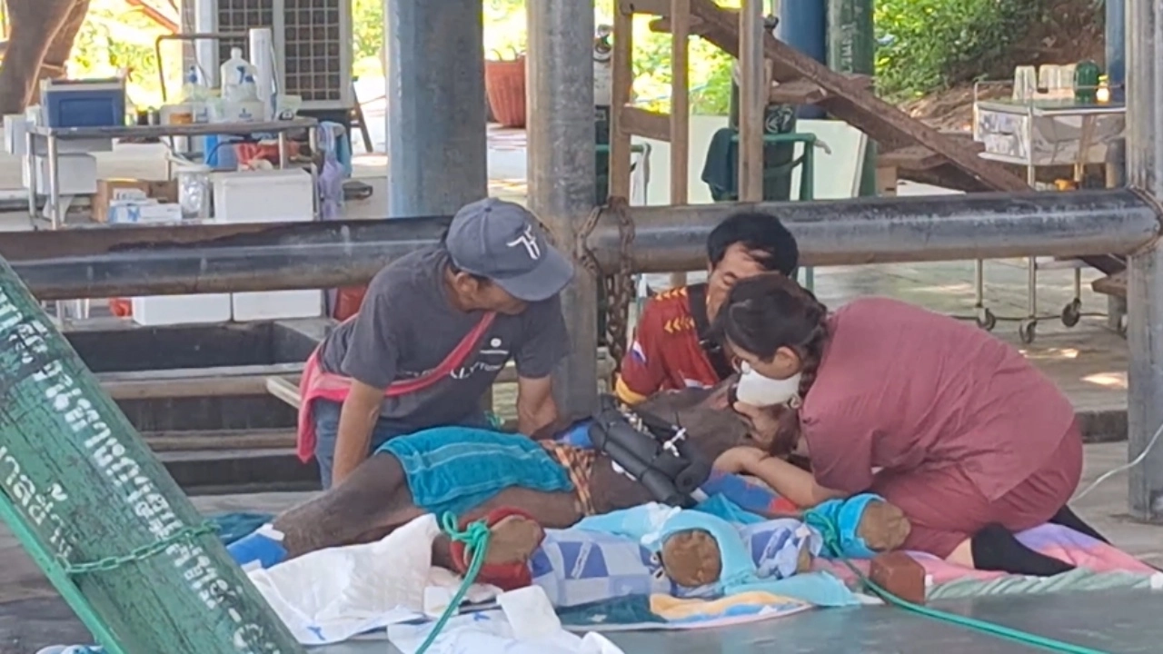 เผยอาการ "ลูกช้าง" หลังผ่าตัดรักษาขาหน้าขวาท่อนบนที่หัก จากการถูกแม่ช้างเตะ