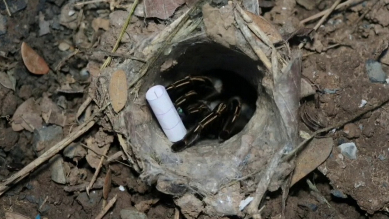 คอหวยทำพิธีเสี่ยงทาย “พญาบึ้ง” ดันเลขเด็ดออกจากรู หวังนำไปลุ้นโชคงวด 16/10/68