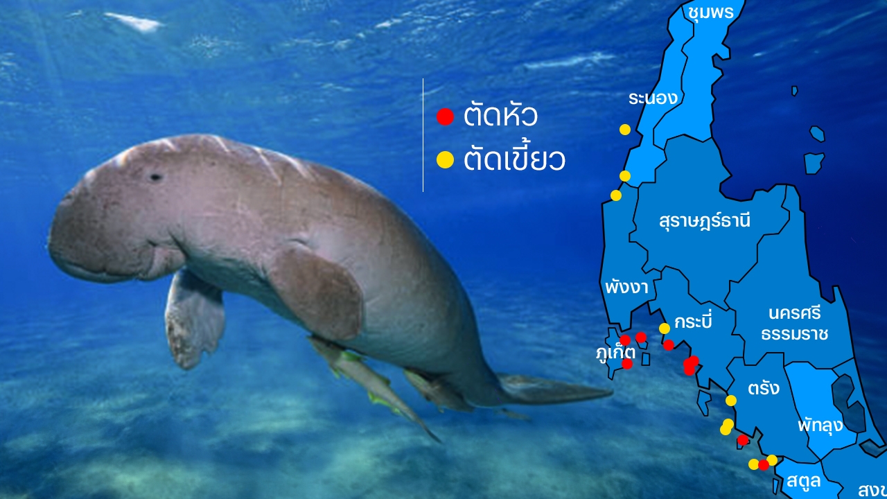 10 ปี พะยูนไทย เกยตื้นตายสังเวยความเชื่อ ถอดเขี้ยว-ตัดหัว