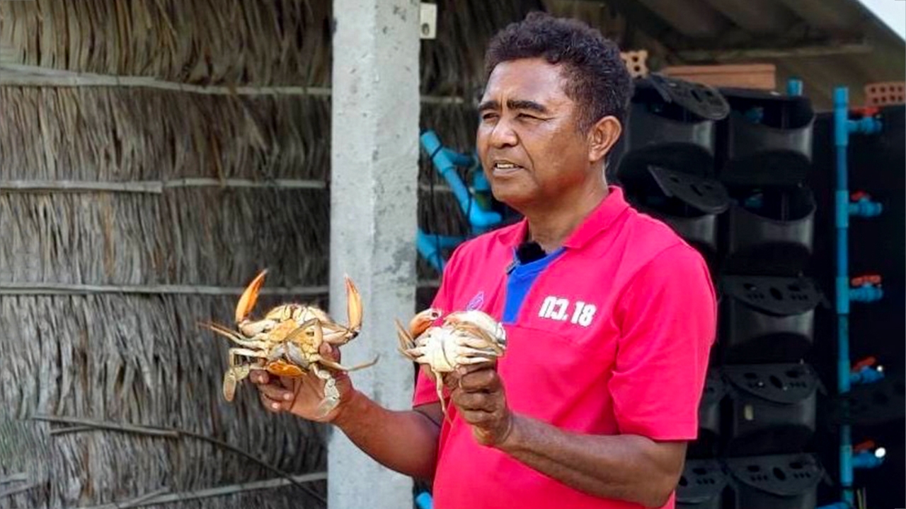 จากวิกฤตเป็นโอกาส เกษตรกรปากพนัง ใช้ปลาหมอคางดำ เลี้ยงปูขาว ช่วยลดต้นทุน พร้อมสร้างรายได้
