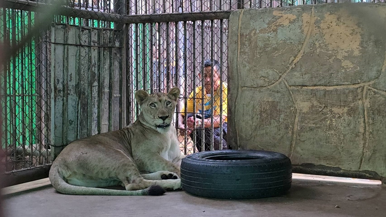 สิงโต "มเหสี" ปรับตัวได้ดี เตรียมปล่อยให้เดินเล่นครั้งแรก หลังกักโรคครบ 7 วัน