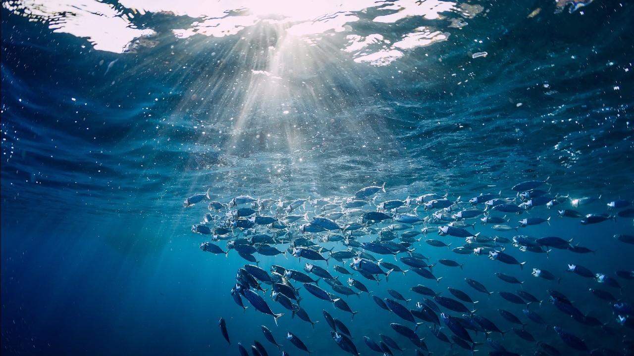 คลื่นความร้อนลึกลับ ทำมหาสมุทรแปซิฟิกตอนเหนือร้อนทุบสถิติสูงสุด นักวิทย์ยังหาคำตอบไม่ได้