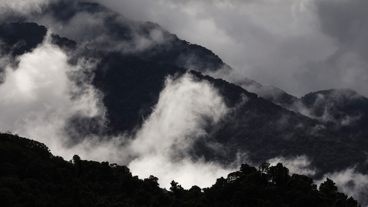 นักวิทย์เตือน ป่าฝนในออสเตรเลีย เริ่มคายคาร์บอนมากกว่าดูดเข้าไปแล้ว