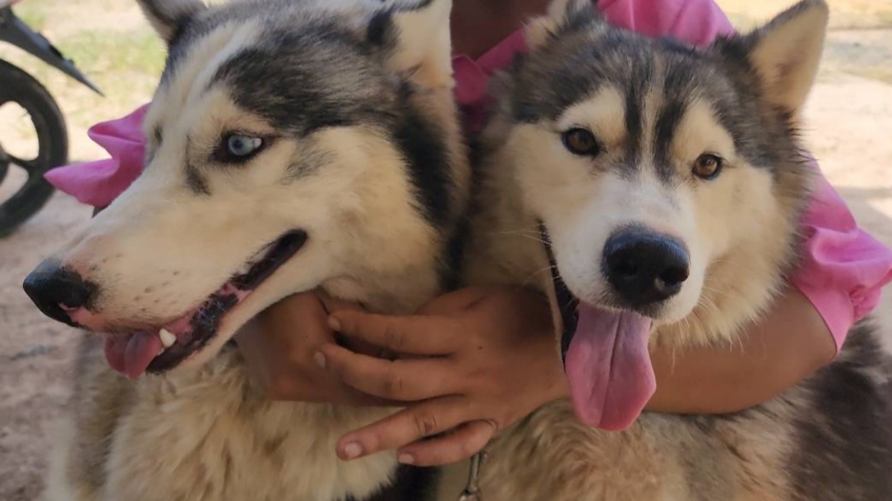 หาบ้านใหม่ให้น้อง เจ้าของตัดใจ ส่งต่อไซบีเรียนลูกรัก กังวลสถานการณ์ชายแดน