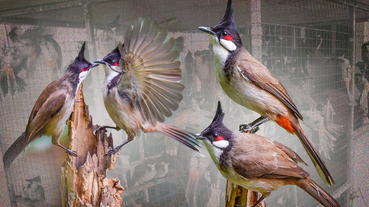 คืบหน้าปลดล็อก “นกกรงหัวจุก” พ้นสัตว์ป่าคุ้มครอง "นักอนุรักษ์" ห่วงซ้ำเติมลักลอบล่า-ป่าเสื่อม 