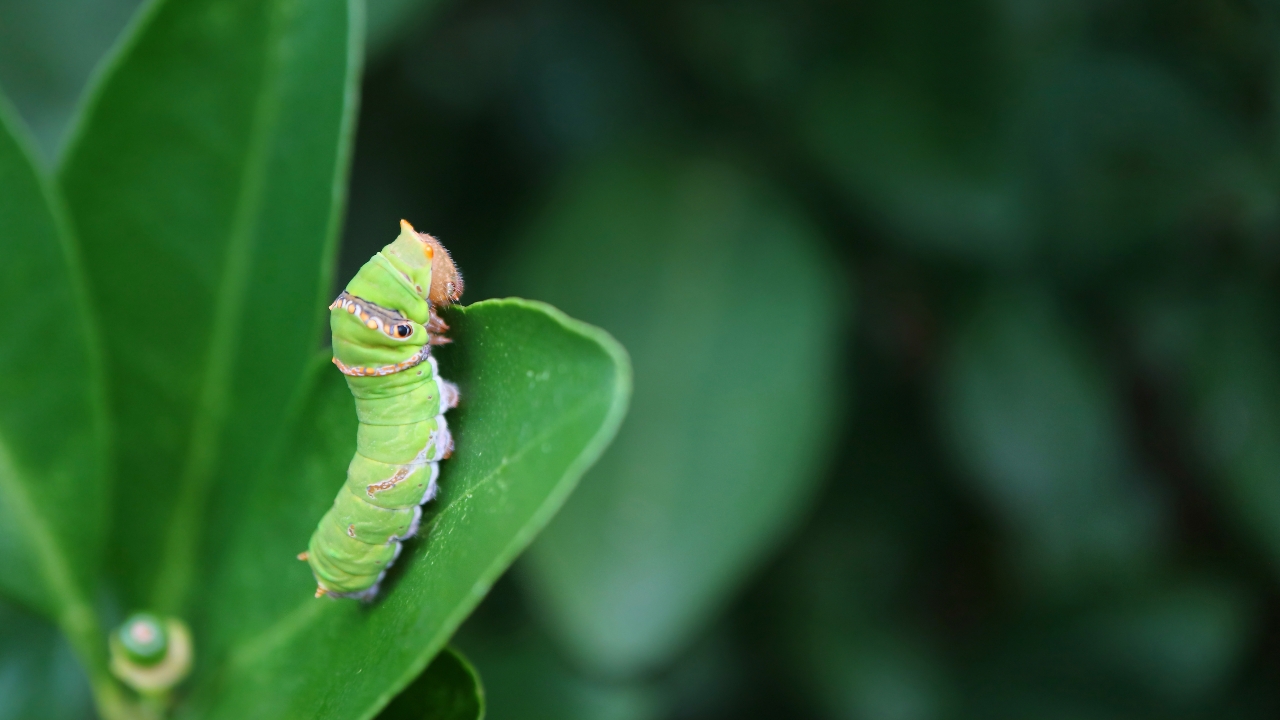 ฝันเห็นหนอน ถูกรางวัลที่ 1 จริงไหม เปิดคำทำนายรูปแบบต่างๆ ที่นี่