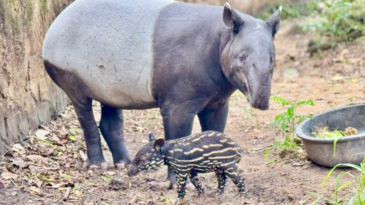สวนสัตว์เขาเขียว เปิดตัวสมาชิกใหม่ "ลูกสมเสร็จ" เตรียมจัดกิจกรรมตั้งชื่อเร็วๆ นี้