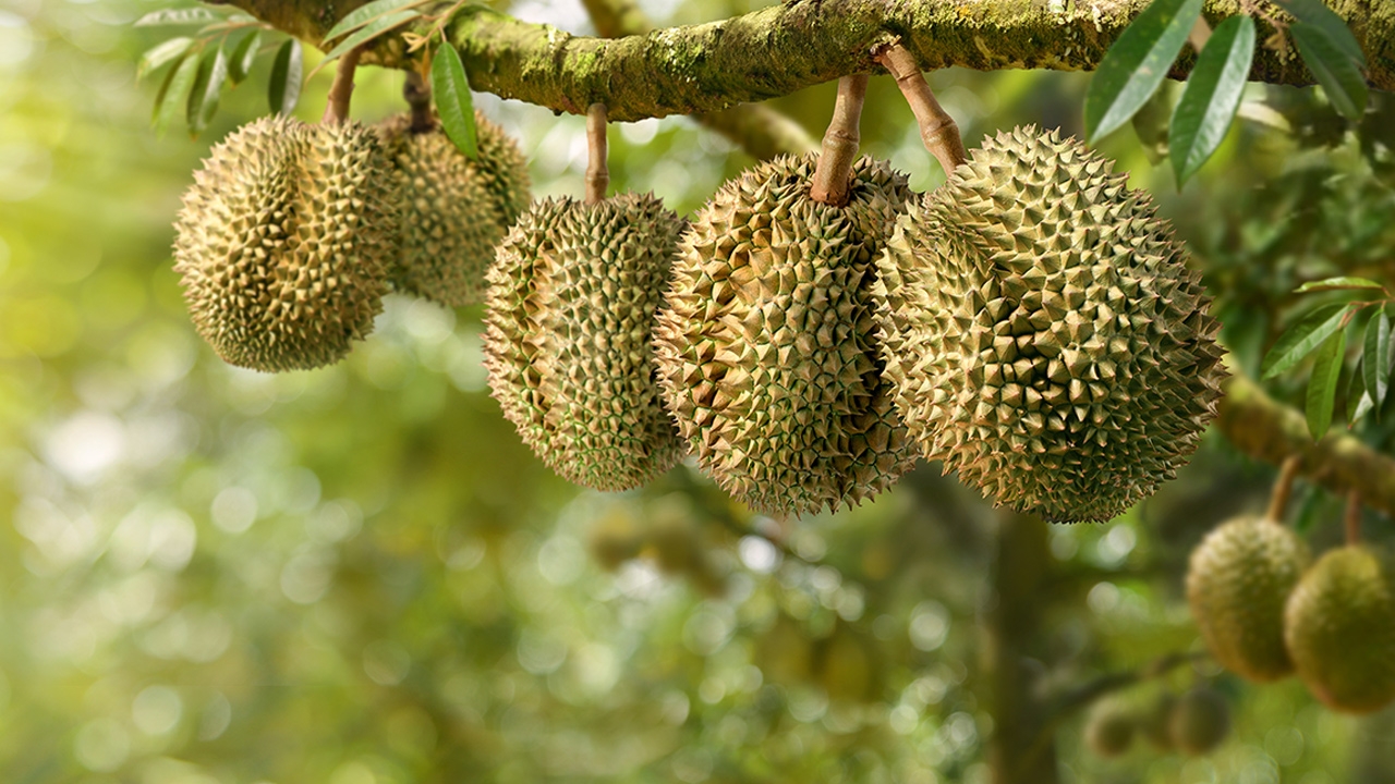 รายได้สินค้า GI 8.2 หมื่นล้าน