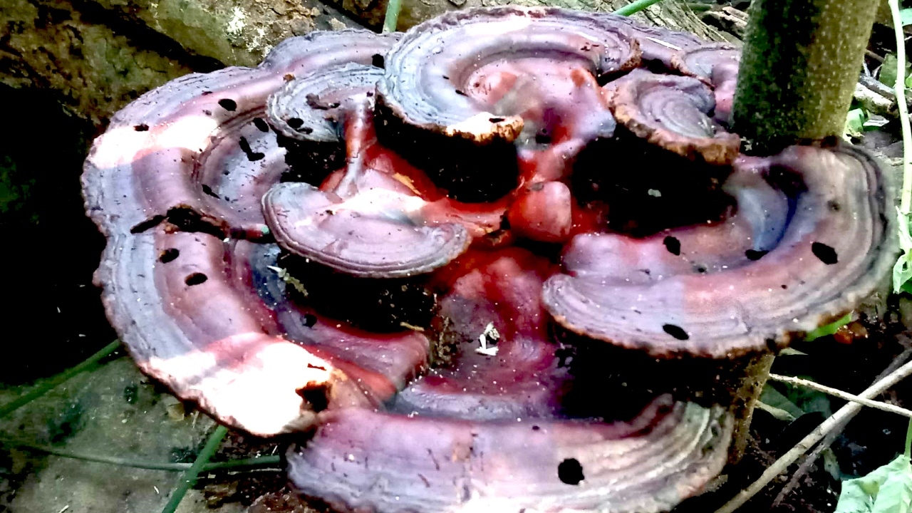 พบเห็ดหายาก "ไฟลัมเบสิดิโอโมโคตา" บนดอยคุนหมิง วนอุทยานถ้ำเพชร-ถ้ำทอง