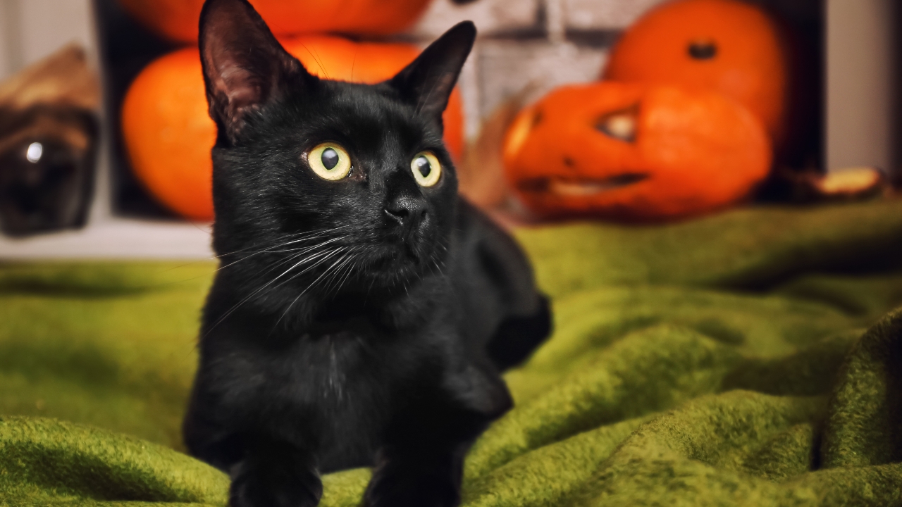 เมืองสเปนสั่ง "ห้ามรับเลี้ยงแมวดำ" ช่วงฮาโลวีน หวั่นถูกนำไปใช้ใน "พิธีกรรม"