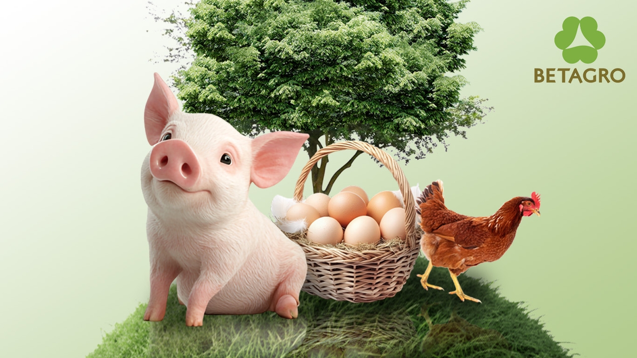 ไม่ได้แค่ขาย หมู ไข่ ไก่ แต่ใส่ใจความยั่งยืน เบทาโกรตั้งเป้าแพ็คเกจ Eco-Friendly 100% ในปี 73