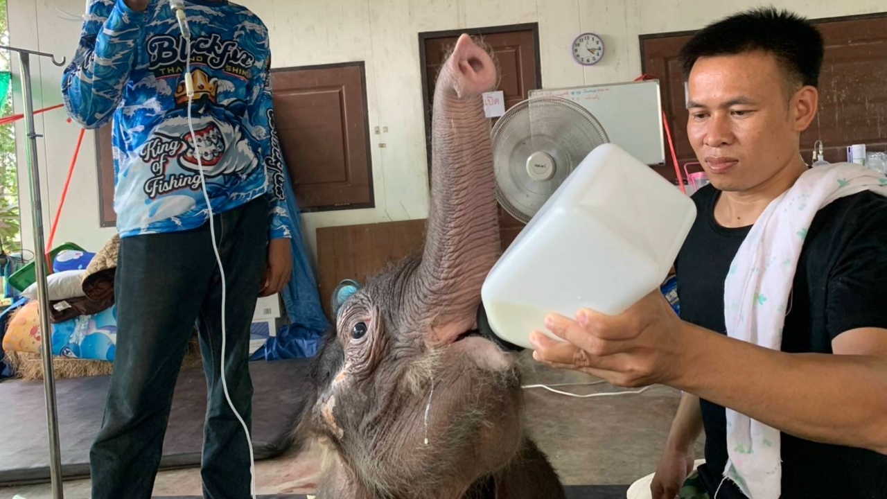 ทีมสัตวแพทย์เร่งฟื้นฟู "น้องข้าวต้ม" ลูกช้างป่าพลัดหลง อาการดีขึ้นต่อเนื่อง