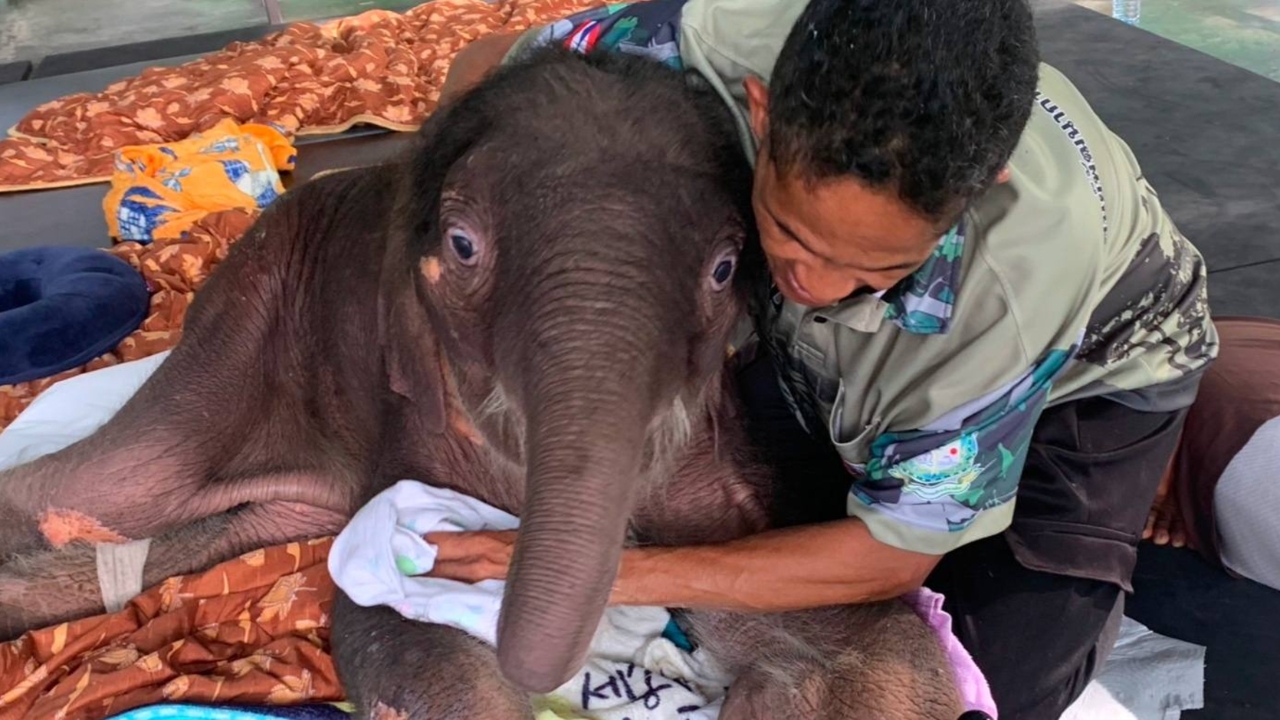 "น้องข้าวต้ม" ลูกช้างป่า เริ่มมีแรงพยุงตัวลุกยืนบ่อยขึ้น ขาหน้าเริ่มคลายตัว