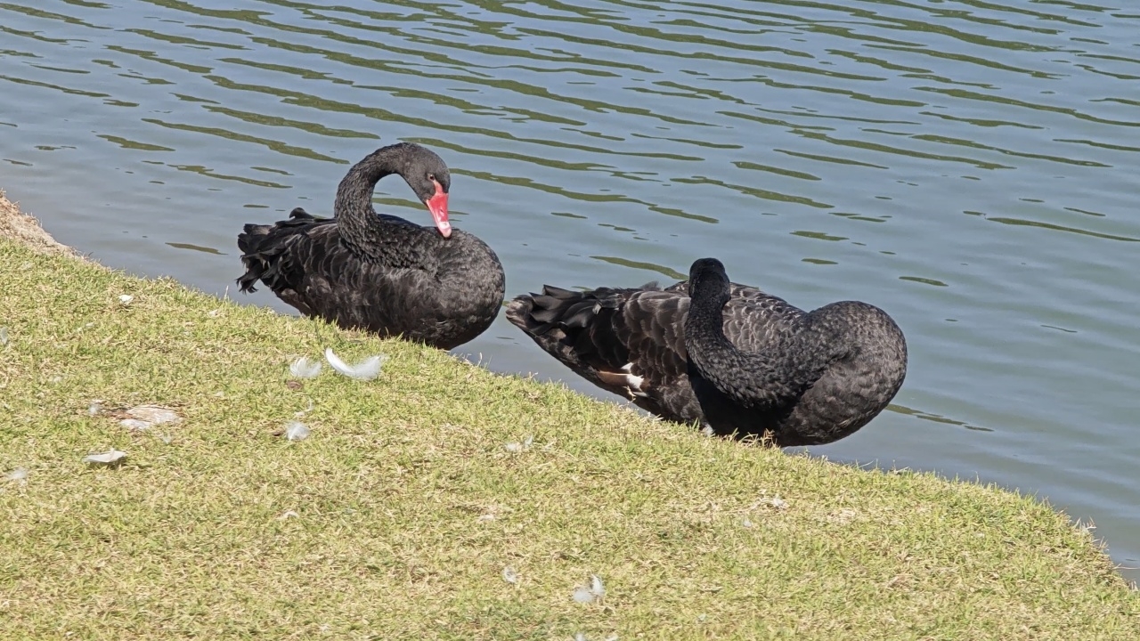 ใครเห็นโปรดแจ้ง อบจ.เชียงใหม่ ประกาศตามหา "หงส์ดำ" 4 ตัว หนีเที่ยว หายไปจากสระ