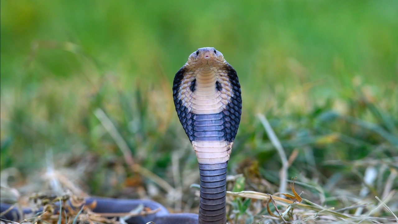 วิธีปฐมพยาบาลเบื้องต้น เมื่อถูกงูพิษกัดในภาวะน้ำท่วม