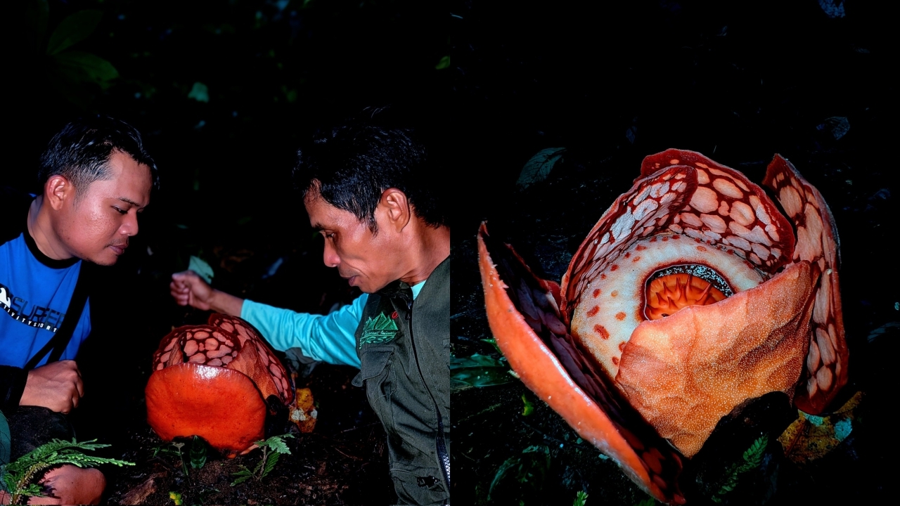 อินโดฯ พบดอกบัวผุดหายาก Rafflesia hasseltii ในป่าสุมาตรา หลังค้นหานาน 13 ปี