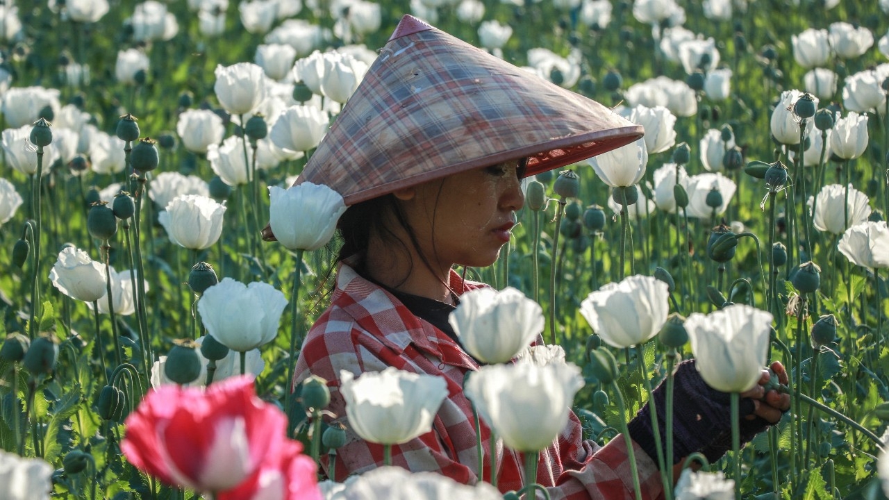 UN เตือน พื้นที่ปลูกฝิ่นในพม่าพุ่งสูงสุดในรอบ 10 ปี