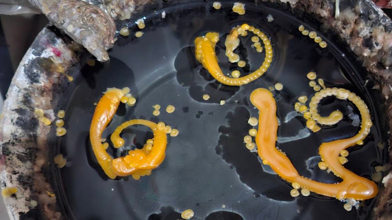 คอหวยส่อง “เลขเด็ด” ยอดเงินปากนาค - ขันน้ำมนต์คำชะโนด หวังได้เฮงวด 1/12/68