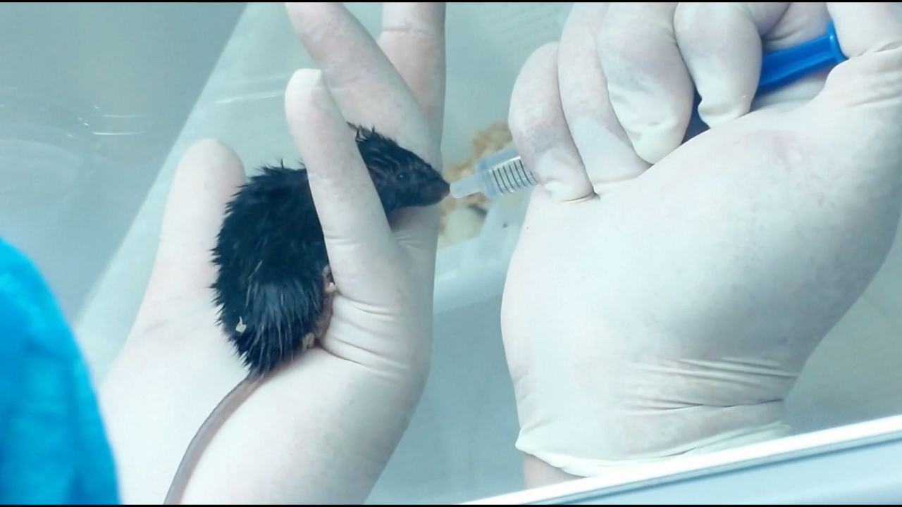 หนูทดลอง 4 ตัว กลับสู่โลกพร้อมทีมนักบินอวกาศเสินโจว-20