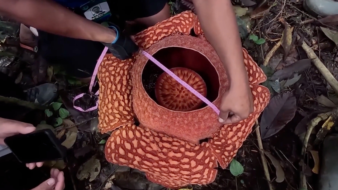 พบดอกบัวผุดหายาก บานสะพรั่งกลางป่าลึกฟิลิปปินส์ ใหญ่สุดเท่าที่เคยพบในพื้นที่อนุรักษ์