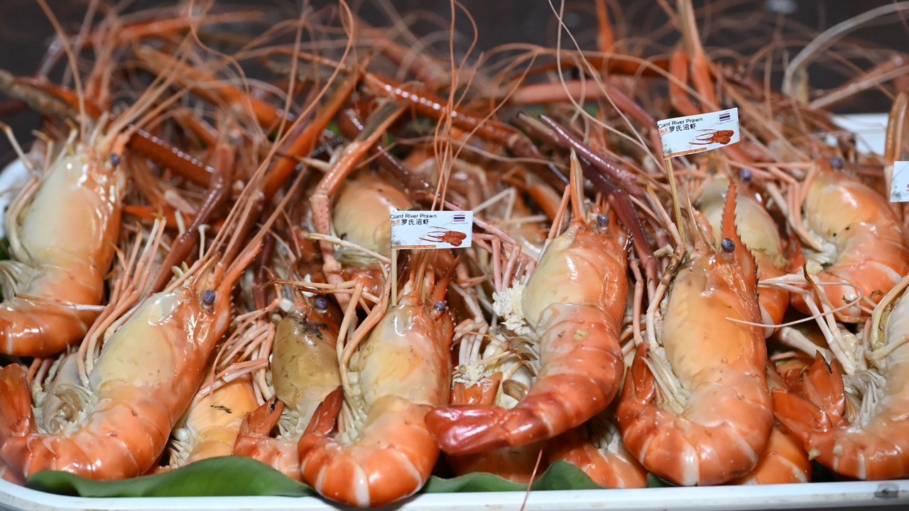 กระทรวงพาณิชย์ ประกาศความสำเร็จ “กุ้งก้ามกรามบางแพ” สินค้า GI ราชบุรี สร้างรายได้โตต่อเนื่องในปี68