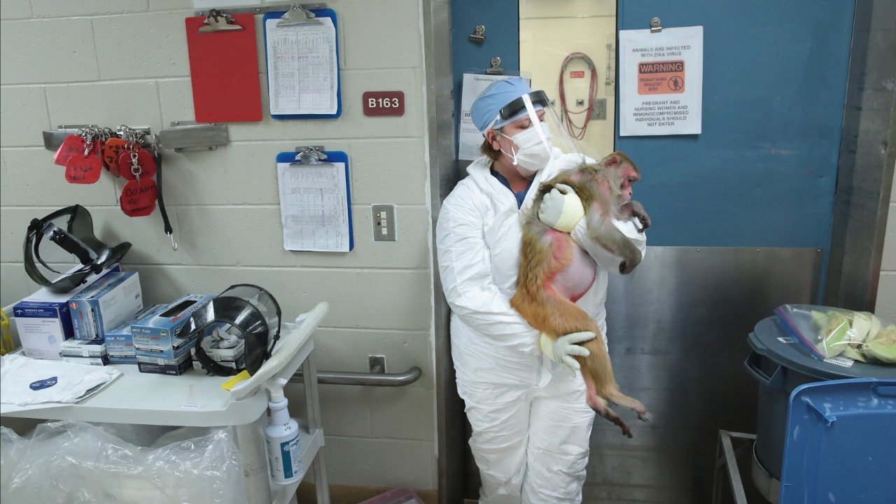 จนท.ตามจับ "ลิงทดลอง" อีก 3 ตัวที่ยังลอยนวล หลังรถบรรทุกพลิกคว่ำกลางถนนมิสซิสซิปปี