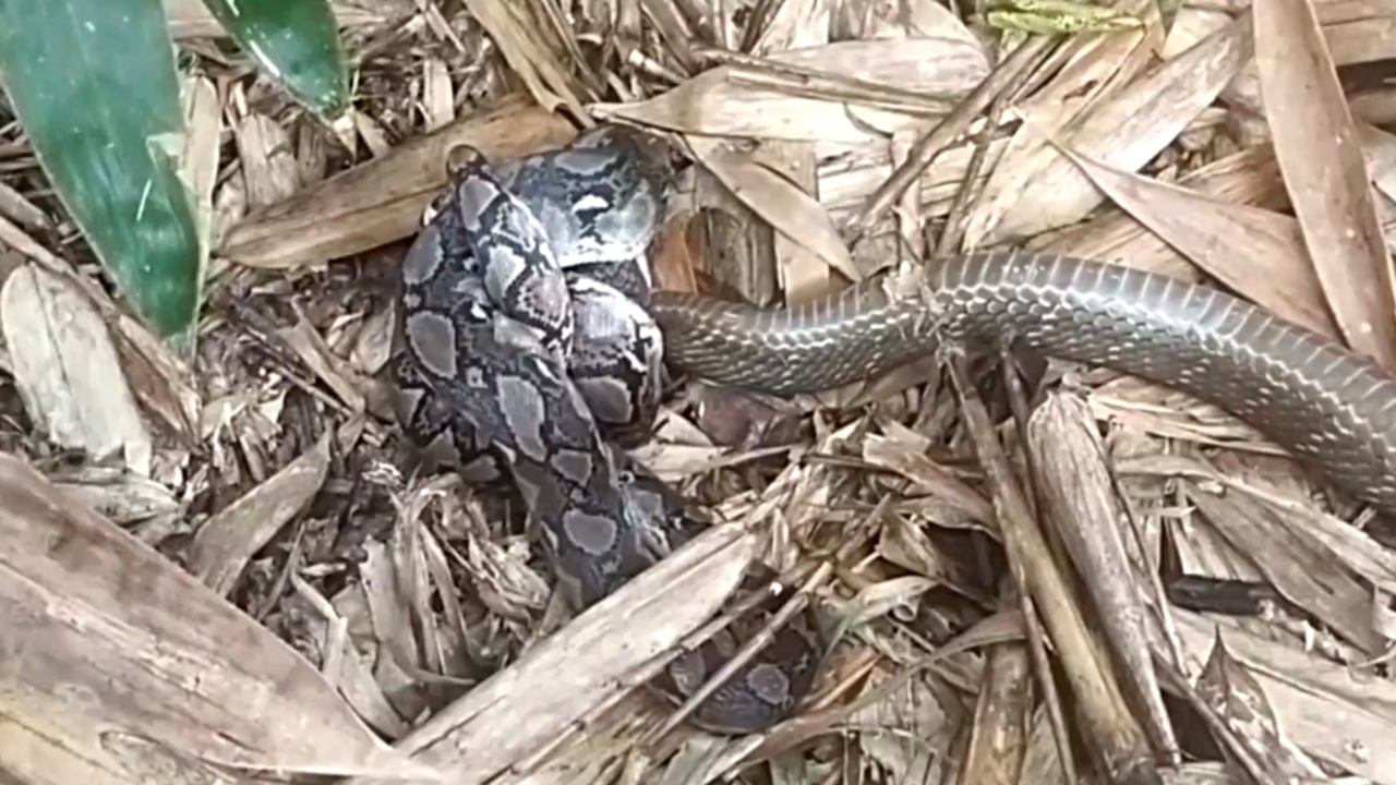 ศึกเดิมพันชีวิต “งูจงอาง” ปะทะ “งูเหลือม” ต่อสู้กอดรัดกันแน่น