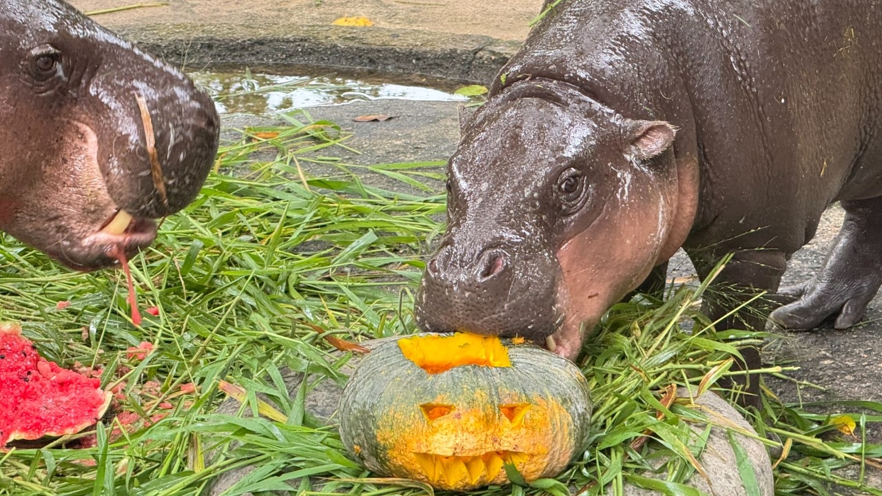 สวนสัตว์เปิดเขาเขียว ชวนแต่งผีสุดครีเอตบุก "Zoo Halloween Party” 31 ต.ค. - 2 พ.ย. นี้