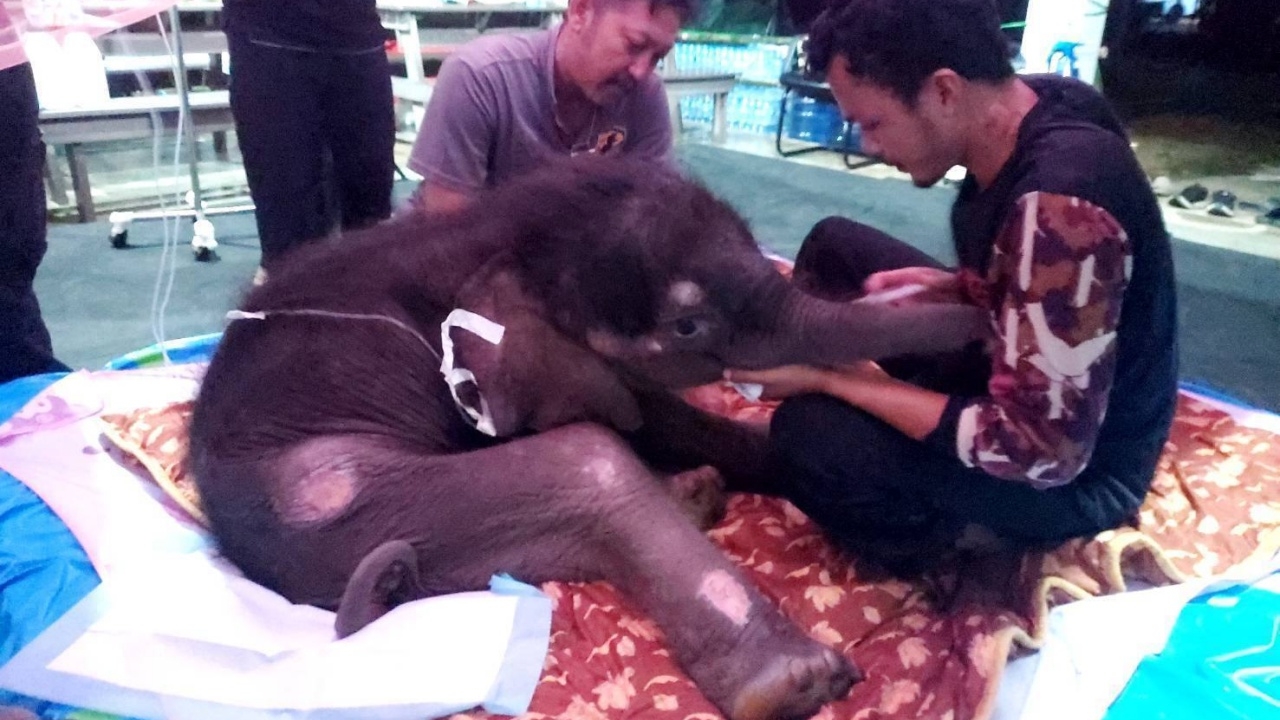 "น้องข้าวต้ม" ลูกช้างป่าพลัดหลง มีภาวะน้ำตาลในเลือดต่ำ ปัจจุบันยังไม่พ้นอันตราย