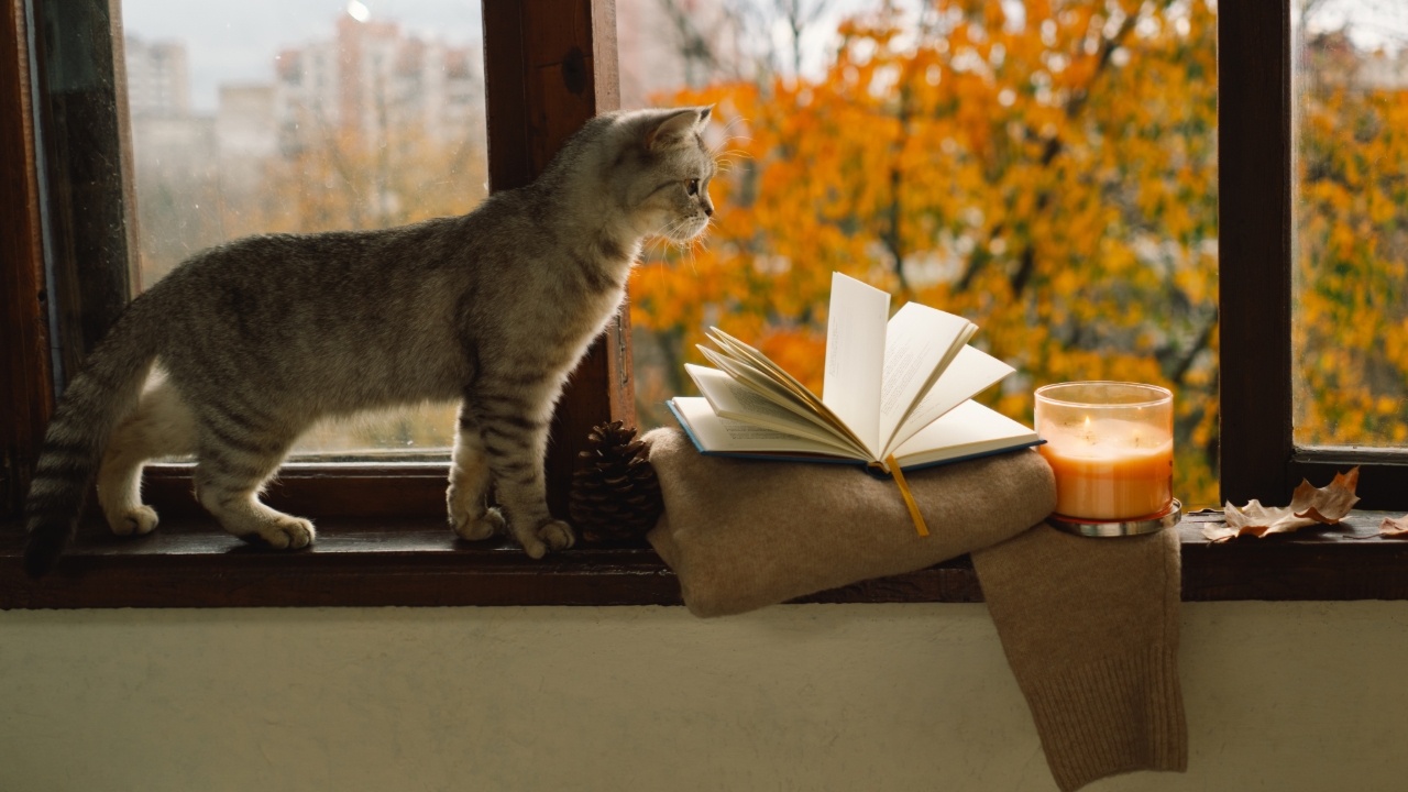 50 แคปชั่นเดือนนี้ คำคมสวัสดีพฤศจิกายน 2568 โพสต์เพิ่มพลังบวกสดใส