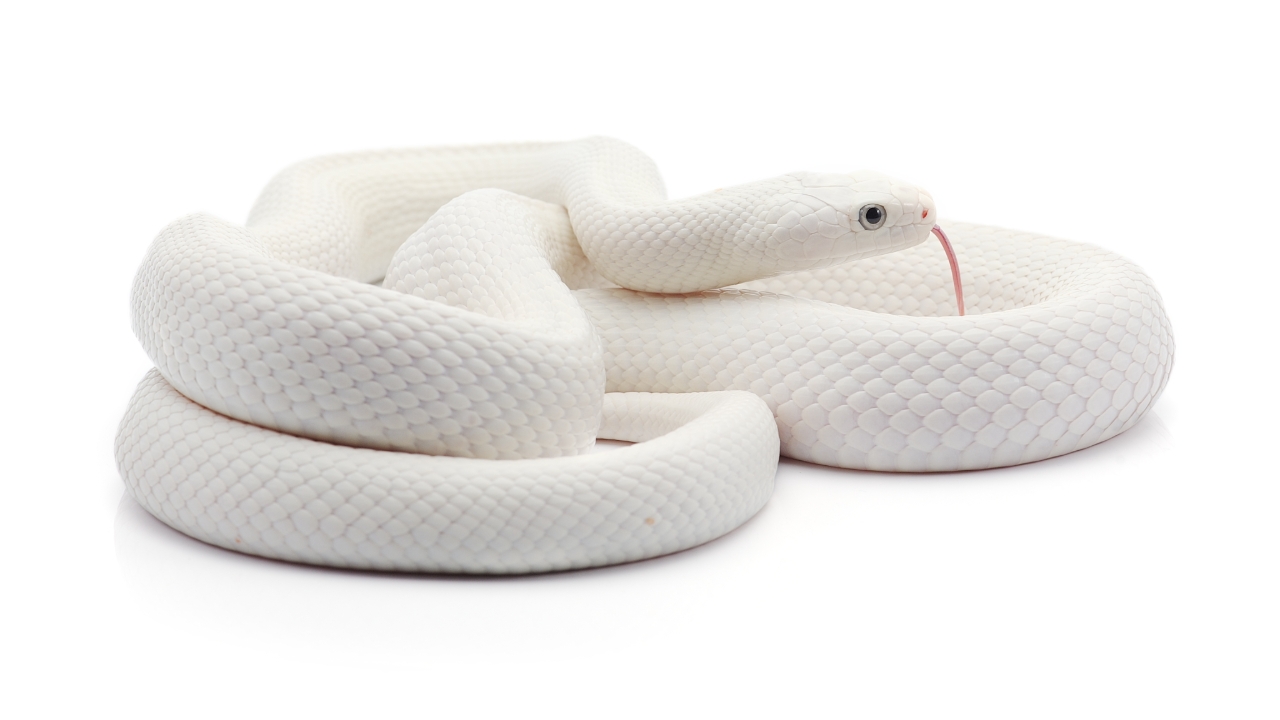 ฝันเห็นงูสีขาว งูสีขาวเผือก สื่อถึงอะไรบ้าง พร้อมความหมายเลขนำโชค