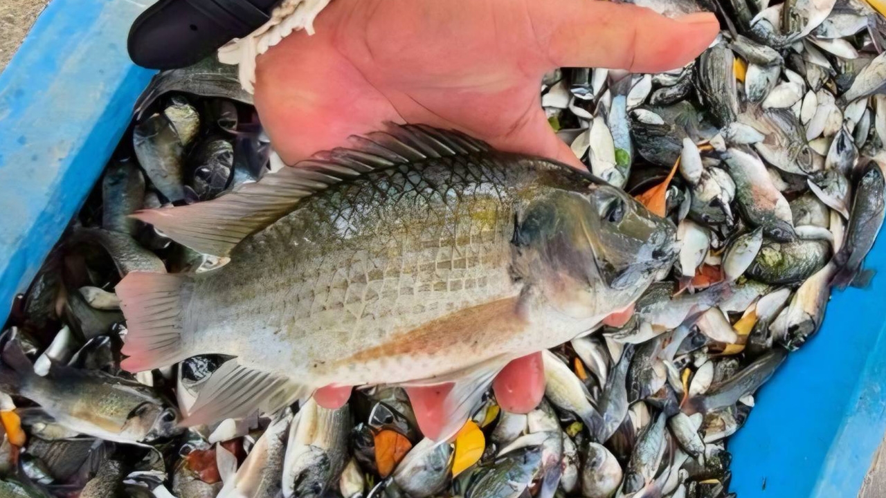 "ปลาหมอคางดำ" มองให้ลึกถึงปัญหาที่ซ่อนอยู่