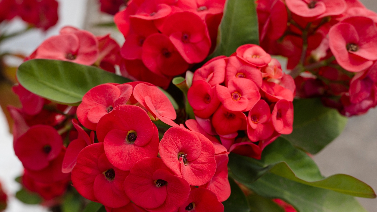 ต้นไม้มงคล 9 อย่างปลูกแล้วรวย เสริมสิริมงคล เรียกทรัพย์รับปี 2569