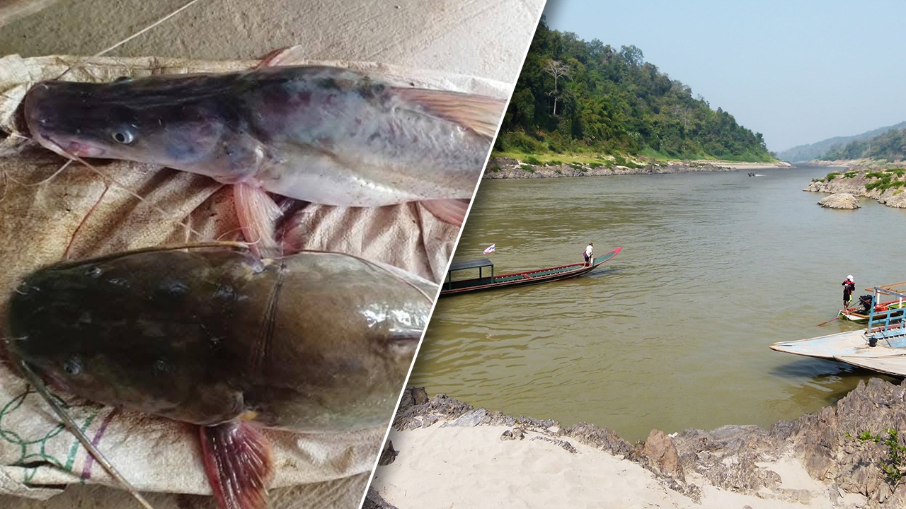 “อำเภอสบเมย” เตือนประชาชน งดกินปลาจากแม่น้ำสาละวิน หลังตรวจพบ “สารหนู” สูงเกิน