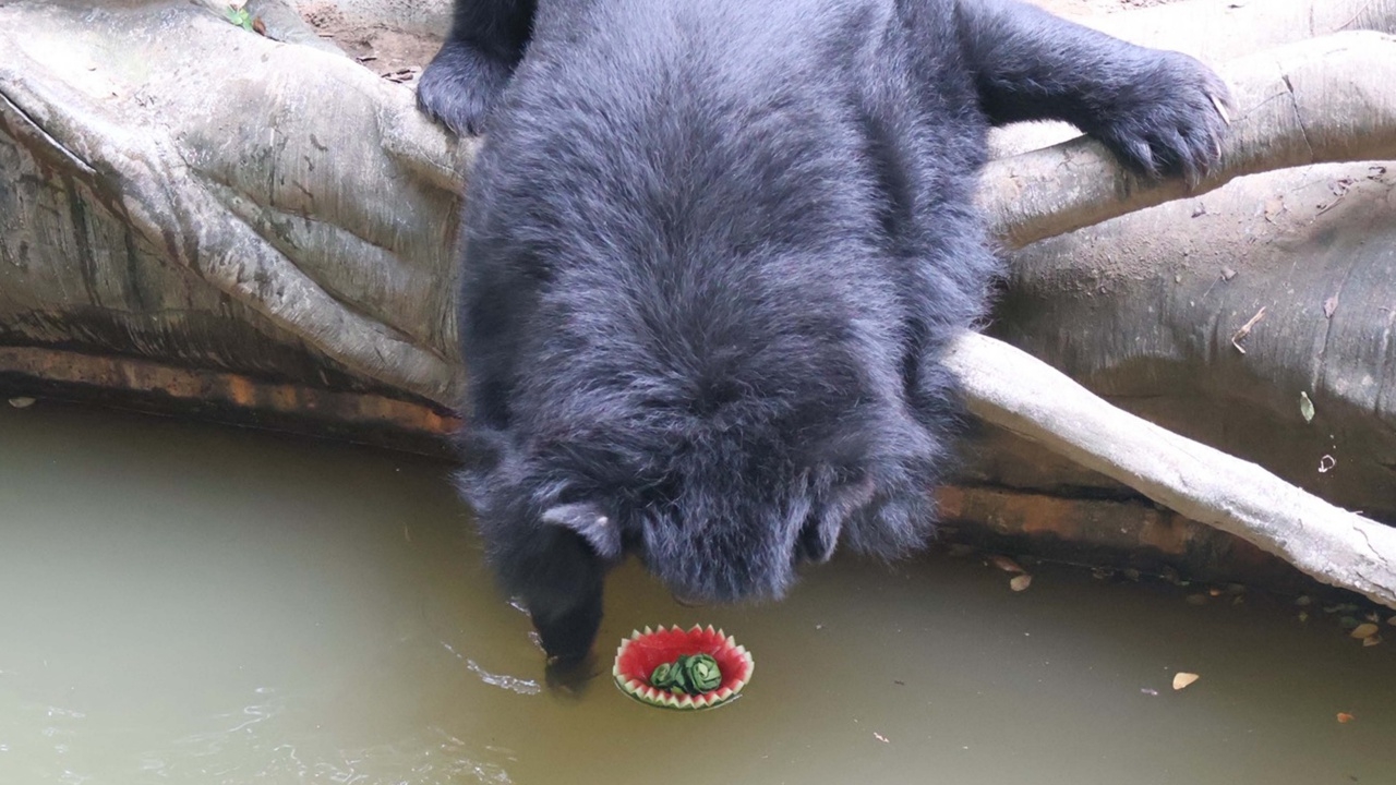 เปิดภาพความน่ารัก สวนสัตว์ขอนแก่นจัดทำ "กระทงอาหารสัตว์ป่า" ต้อนรับวันลอยกระทง