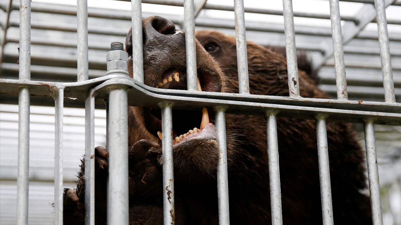 ญี่ปุ่นส่งทหารล่าหมี เร่งแก้ปัญหาหมีทำร้ายคน ปีนี้ตายแล้ว 12 ศพ