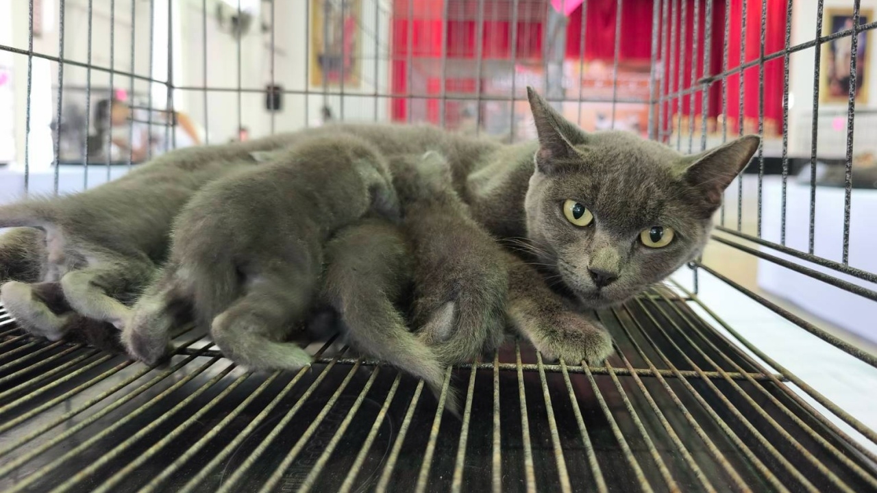 เทศกาลเที่ยวพิมาย ประกวด "แมวสีสวาด" แมวแห่งโชคลาภ หวังให้เกิดการอนุรักษ์-ขยายพันธุ์ 