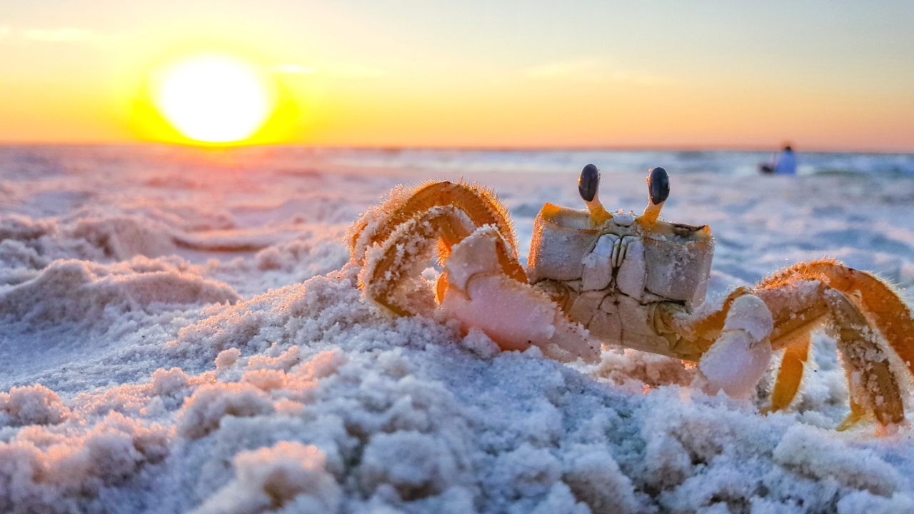 ฝันว่าได้จับปู จับปูเยอะมาก ทำนายฝันว่าอย่างไร พร้อมเลขเสริมโชค