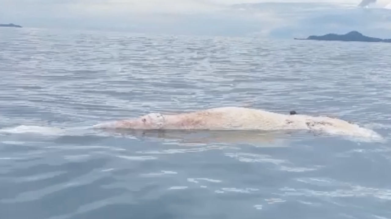 เศร้า พบซาก "วาฬบรูด้า" ตัวใหญ่ติดอวนตาย ลอยกลางทะเลเกาะล้าน