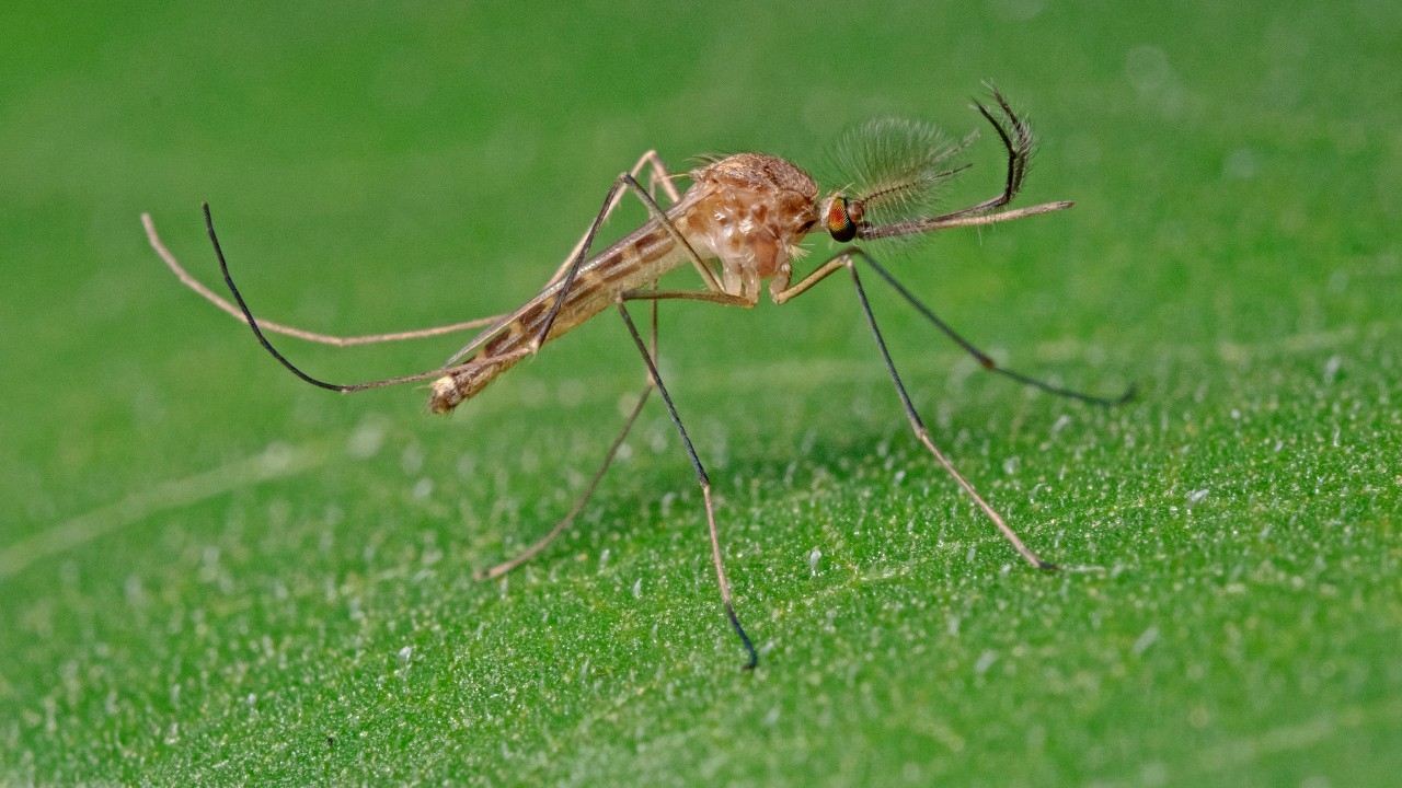  ไอซ์แลนด์พบ "ยุง" เป็นครั้งแรก หลังอุณหภูมิพุ่งสูงทำลายสถิติ