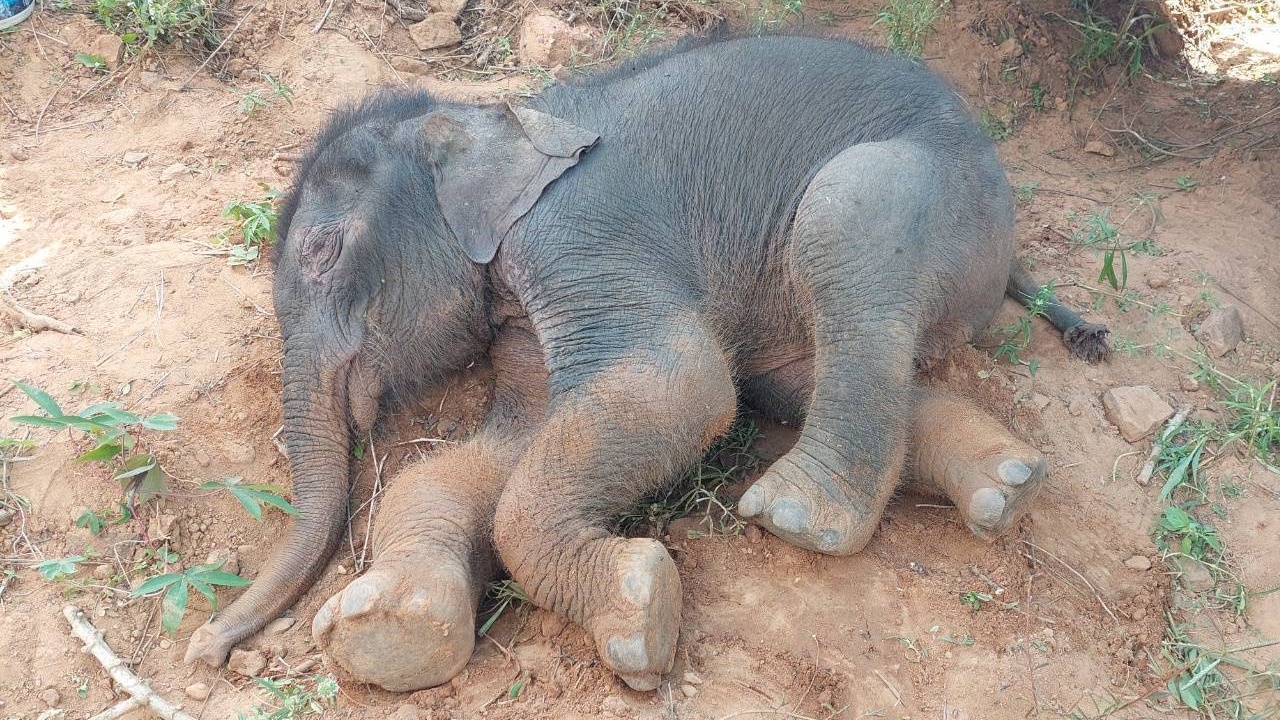 แม่อยู่ไหน "ลูกช้างป่า" พลัดหลงโขลงป่าดงใหญ่ พบบาดเจ็บที่เท้า สะดือยังไม่แห้ง