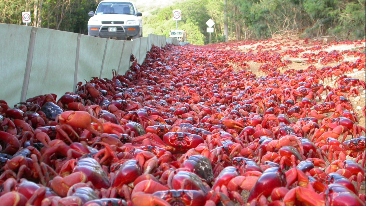 ฝูงปูแดงนับร้อยล้านตัวที่เกาะคริสต์มาส เริ่มอพยพประจำปีสู่มหาสมุทรอินเดีย