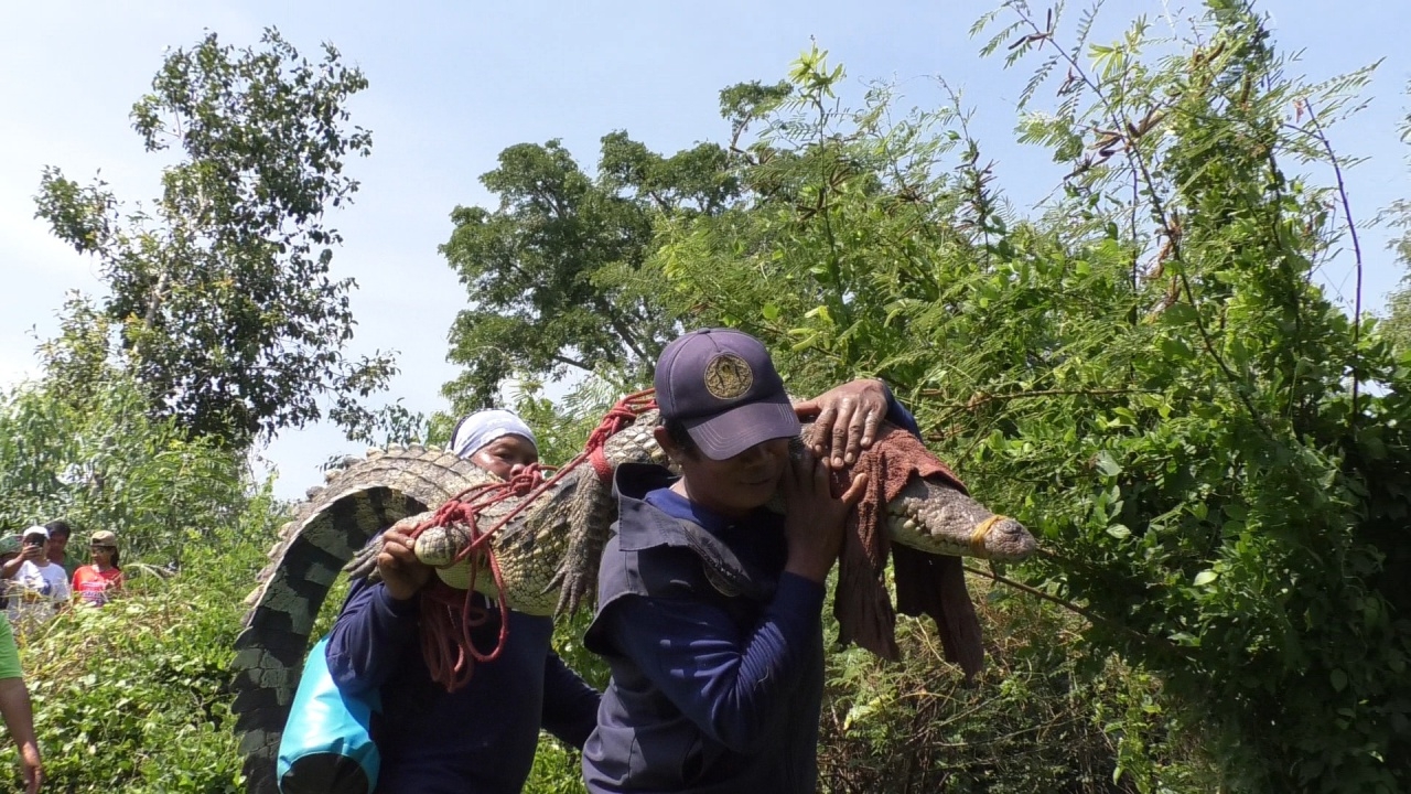 จับได้แล้ว "จระเข้หลงบึง" โผล่ในสระน้ำหมู่บ้าน คอหวยไม่พลาดส่อง "เลขเด็ด" ลุ้นโชค