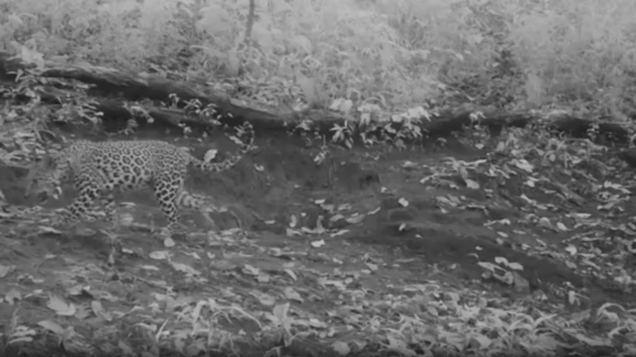 เสือดาวอวดโฉม บนดอยหลวงเชียงดาว สะท้อนป่าสมบูรณ์ขีดสุด