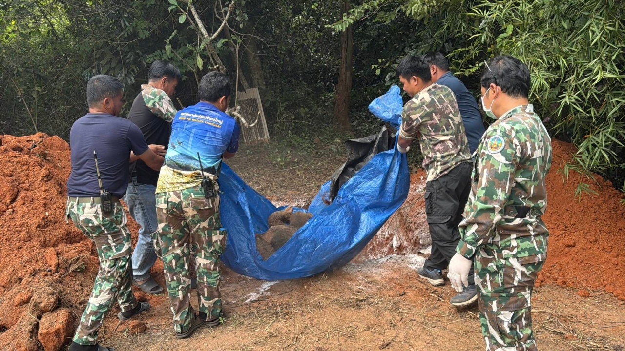 สุดเศร้า "น้องซับหวาย" ลูกช้างป่าพลัดหลงจากโขลง จากไปอย่างสงบ กลับดาวช้างแล้ว