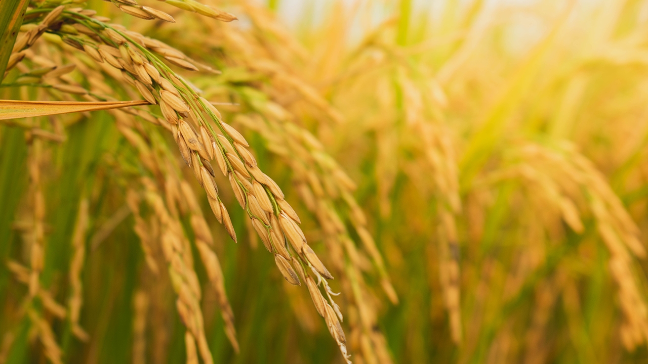 พาณิชย์ ชง นบข. ดูแลราคาข้าวเปลือกนาปี ดึง 3 หน่วยงานรัฐ ตั้งโต๊ะรับซื้อ 3 ล้านตัน