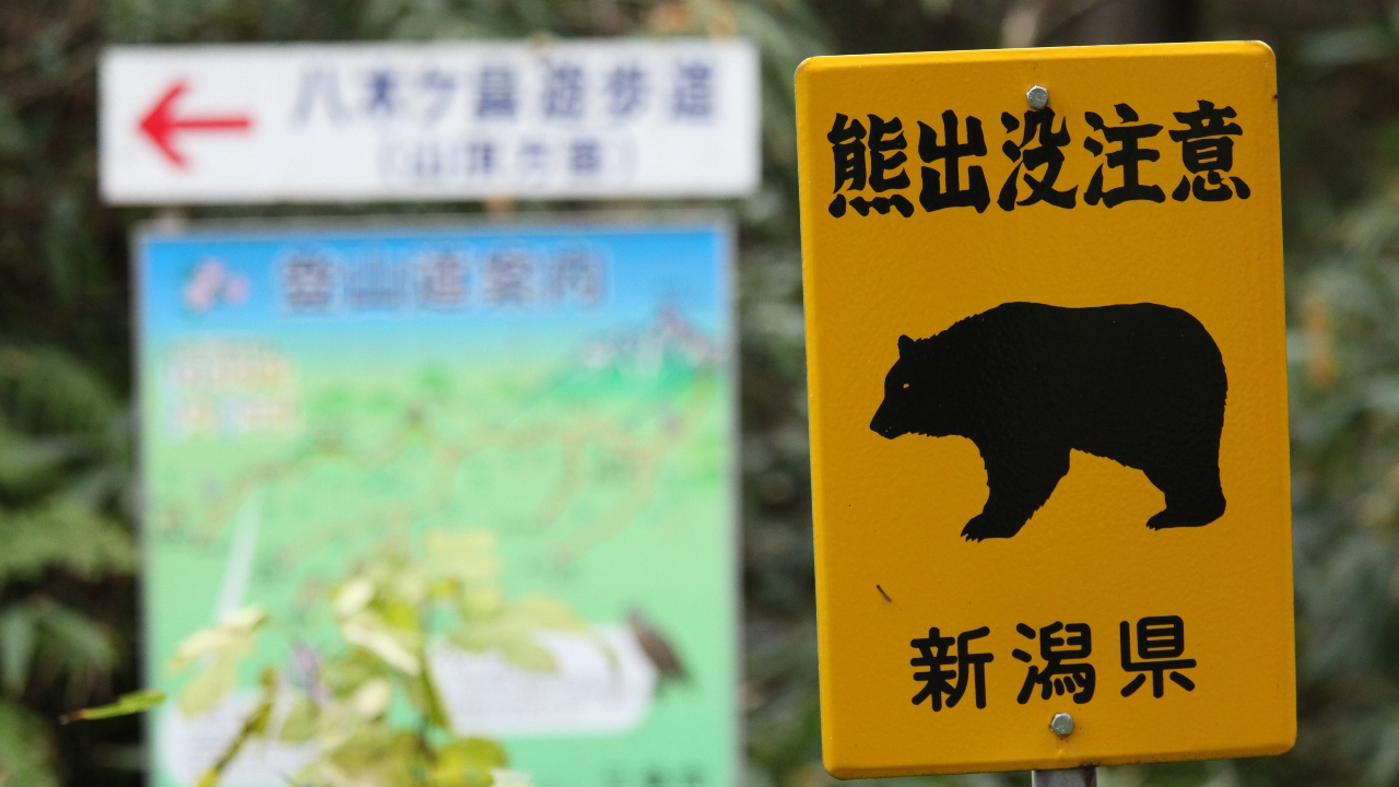 ปีนี้หมีดุ ญี่ปุ่นทุบสถิติ หมีทำร้ายคนตายอีก 1 รวมเป็น 10 ราย